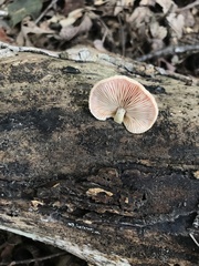 Rhodotus palmatus