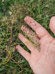 Falcaria vulgaris