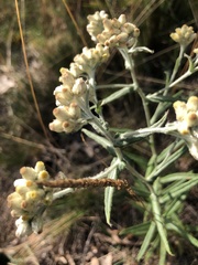 Pseudognaphalium macounii