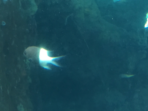 Pycnochromis dimidiatus