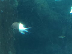 Pycnochromis dimidiatus