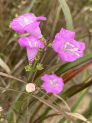Agalinis heterophylla