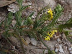 Senecio chavanilloensis