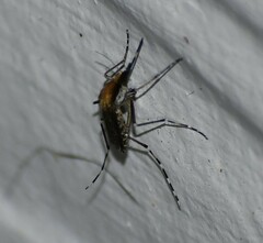 Aedes sollicitans