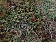 Cardionema ramosissimum