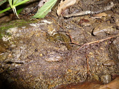 Desmognathus kanawha