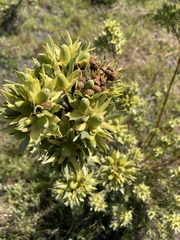Leucadendron floridum