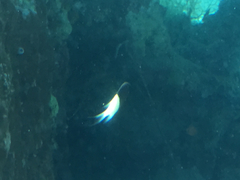 Pycnochromis dimidiatus