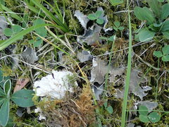 Peltigera rufescens