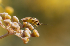 Orthops