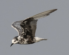 Chlidonias leucopterus