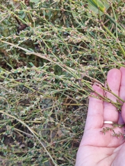 Polygonum aviculare