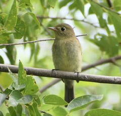 Empidonax