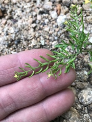 Rorippa curvisiliqua
