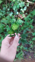 Procecidochares atra