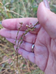 Polygonum aviculare
