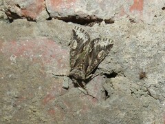 Allophyes oxyacanthae