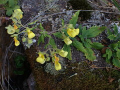 Calceolaria