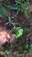 Procecidochares atra