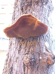 Inonotus hispidus