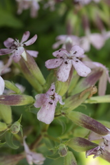 Microbotryum saponariae