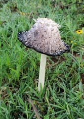 Coprinus