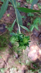 Procecidochares atra