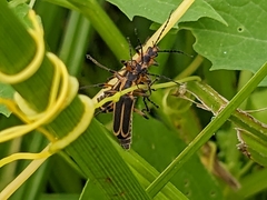 Chauliognathus marginatus