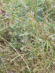 Polygonum aviculare