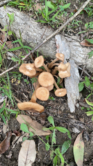 Physalacriaceae