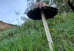 Coprinus