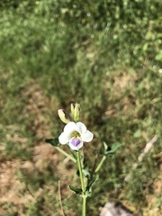 Asystasia intrusa