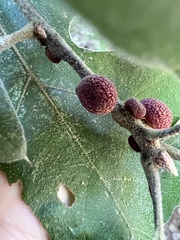 Kokkocynips imbricariae