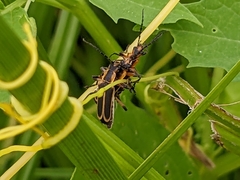 Chauliognathus marginatus