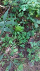 Procecidochares atra