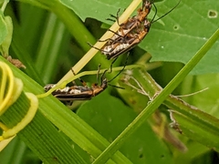 Chauliognathus marginatus
