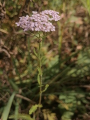Achillea asiatica