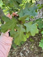 Kokkocynips imbricariae