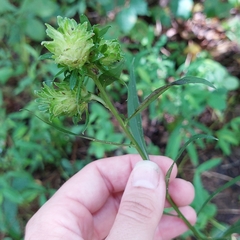 Procecidochares atra