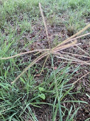 Chloris verticillata