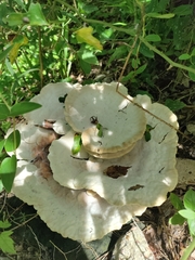 Trametes aesculi