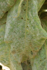 Golovinomyces verbasci