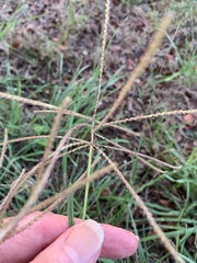 Chloris verticillata