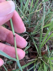 Chloris verticillata