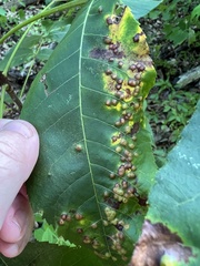 Caryomyia