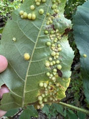 Caryomyia