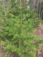 Abies sibirica