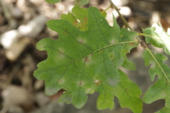 Erysiphe alphitoides