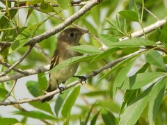 Empidonax flaviventris