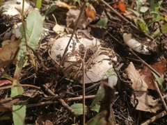 Lactarius pubescens